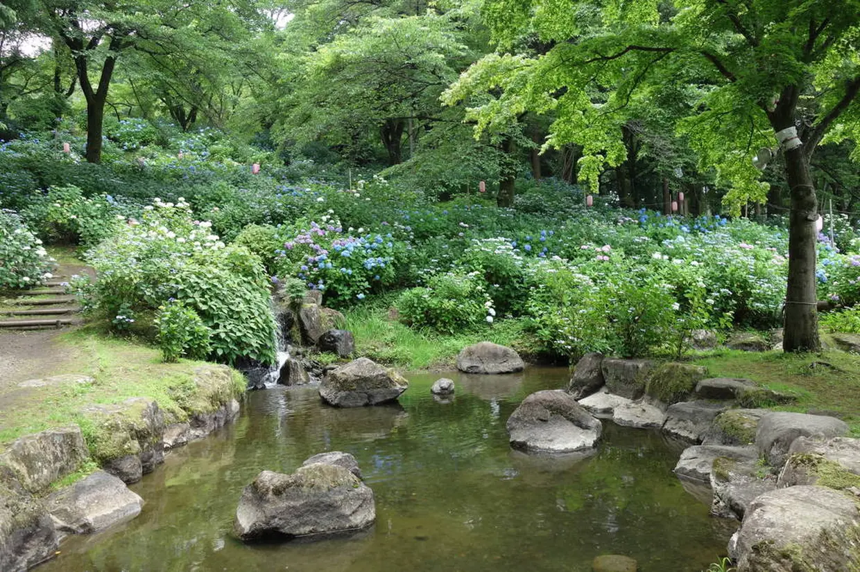 小野池あじさい園