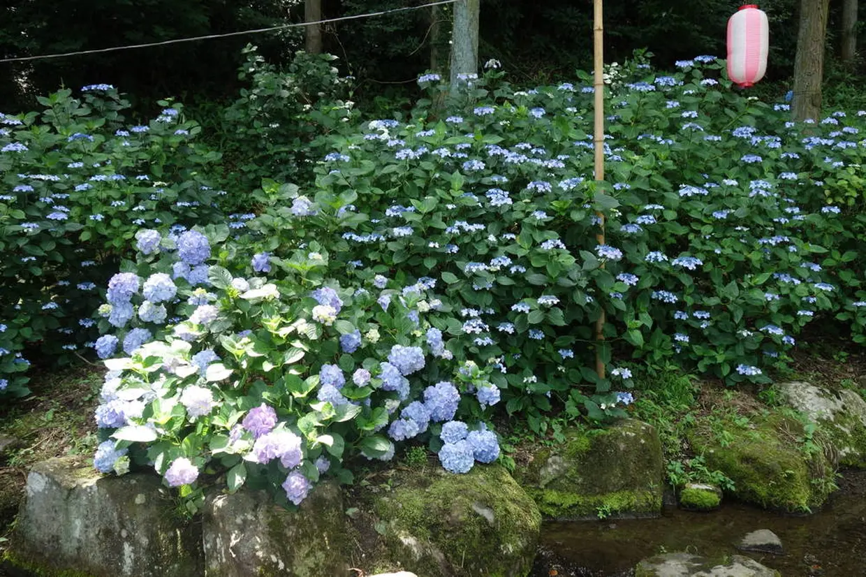 あじさいの名所「小野池あじさい公園」