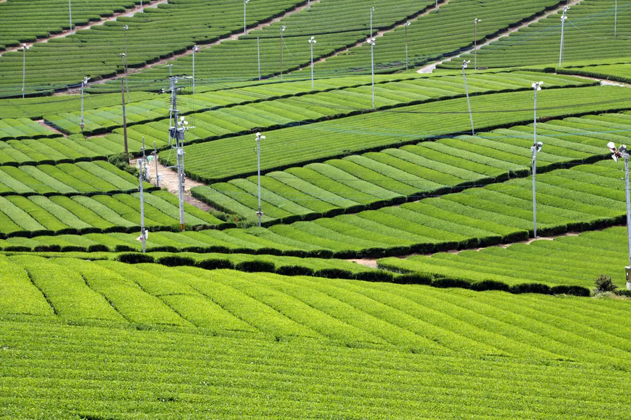 八女中央大茶園