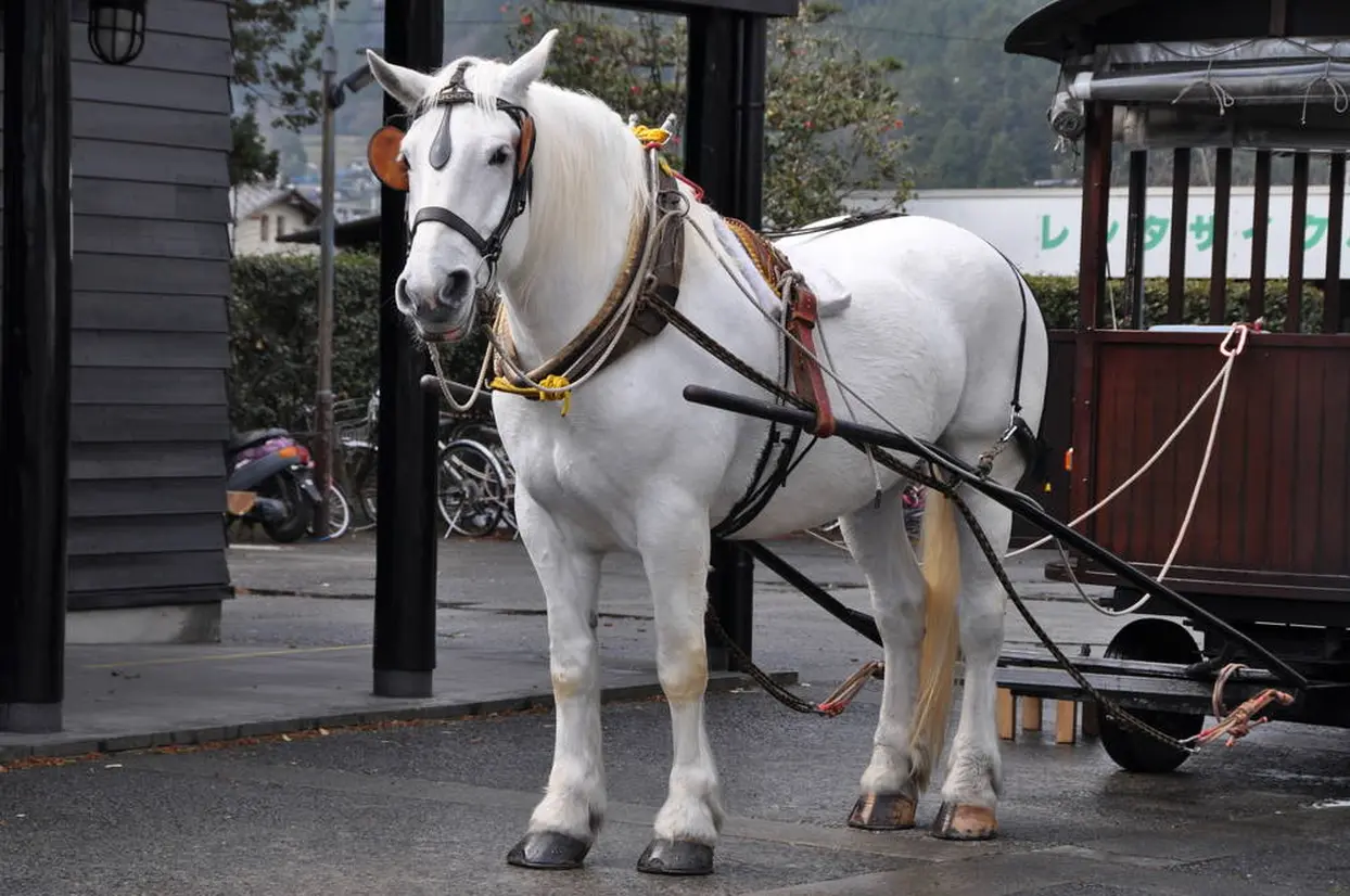 観光辻馬車