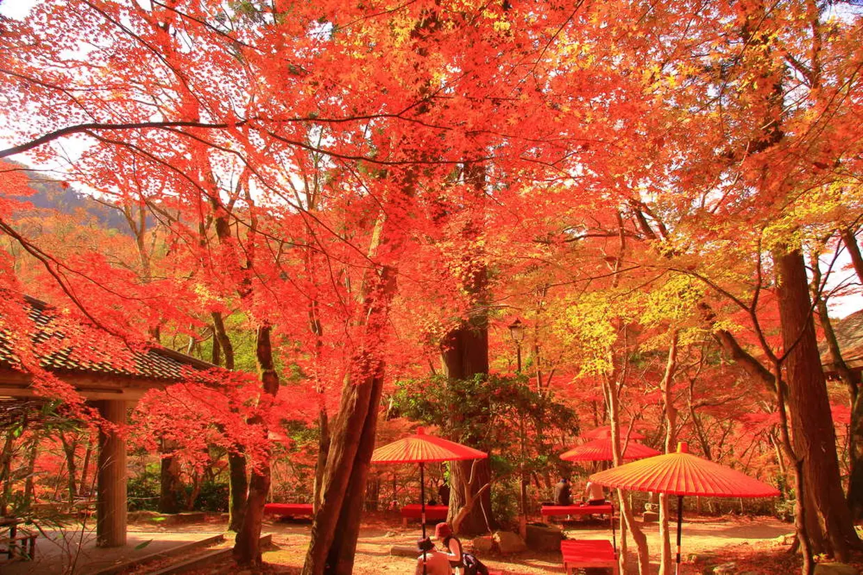 瑞宝寺公園の紅葉