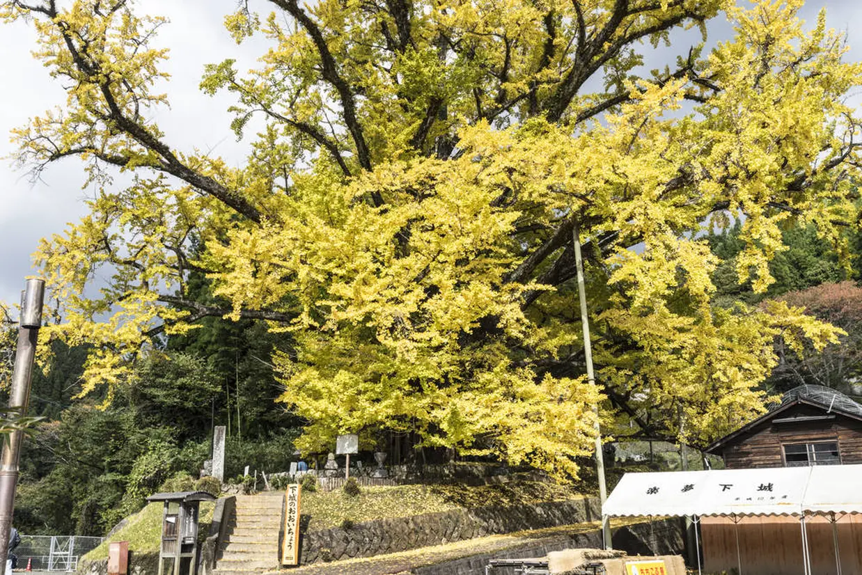 下城の大銀杏