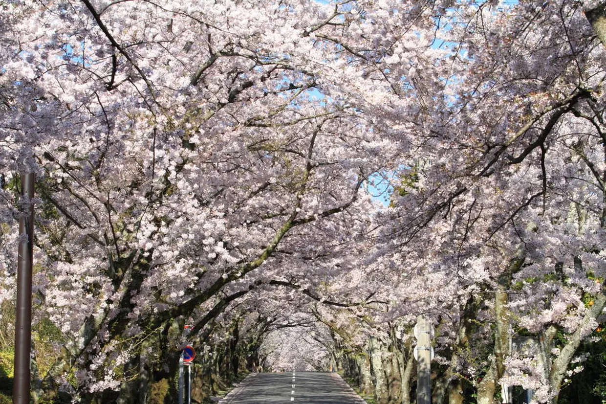 伊豆高原桜まつり