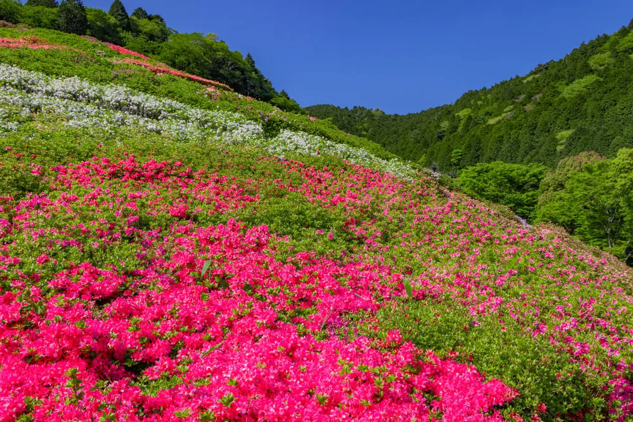 姫の沢公園