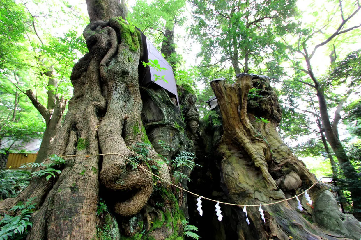來宮神社 大楠