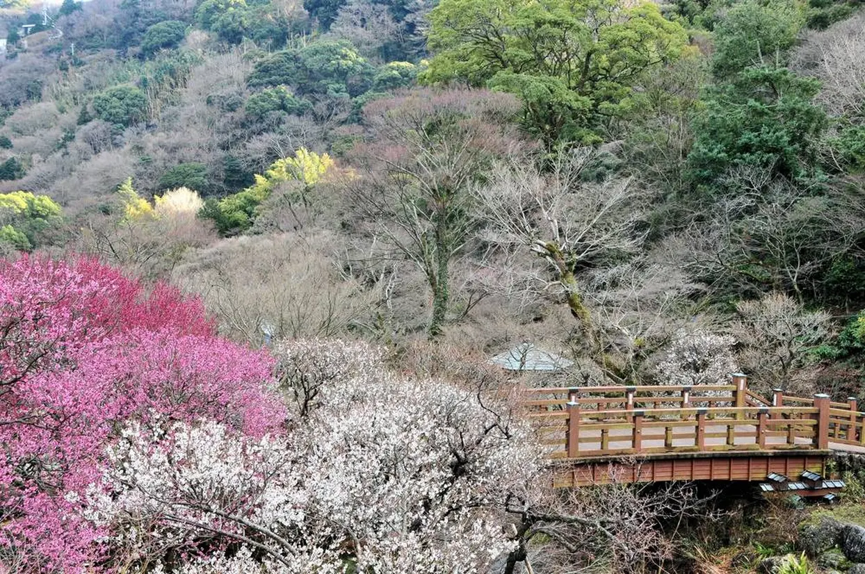 熱海梅園