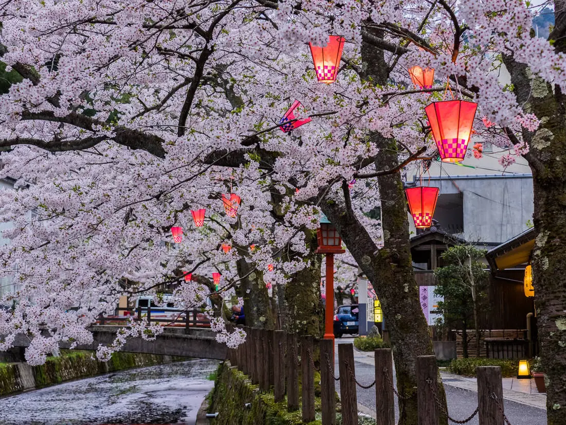 木屋町通りの桜並木