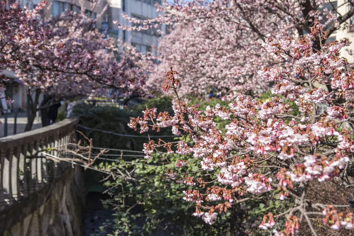 糸川