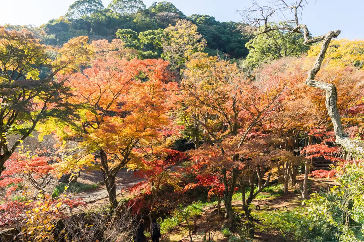 熱海梅園 紅葉