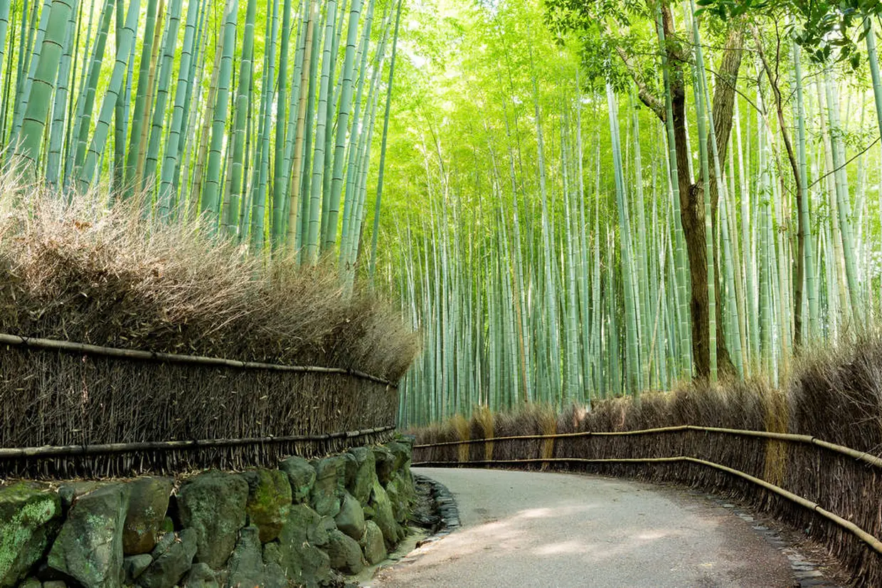 竹林の道