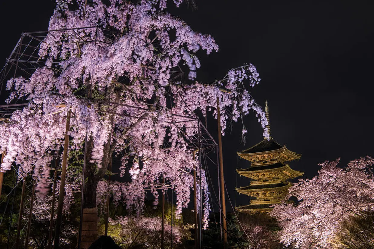 ライトアップされた桜