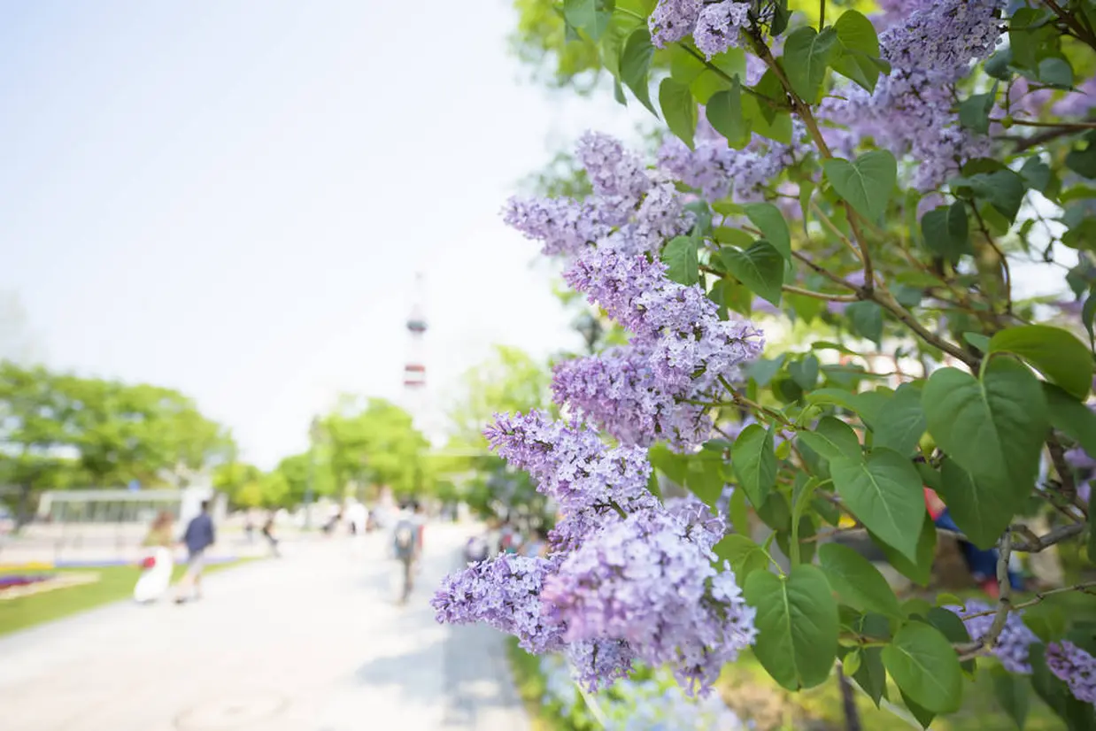 大通公園 ライラック