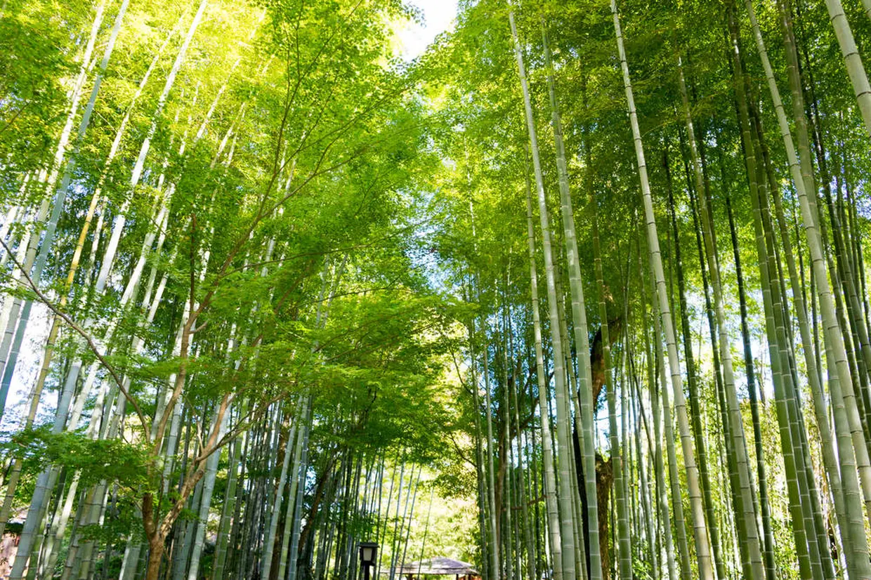 竹林の小径