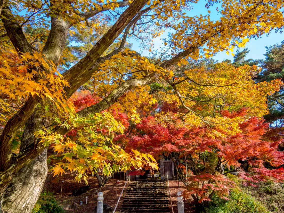 修善寺自然公園