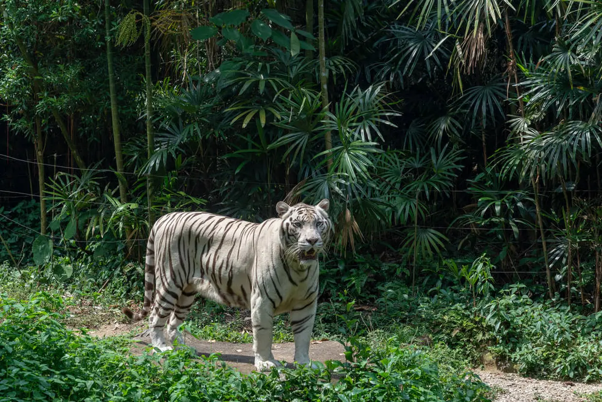 シンガポール動物園