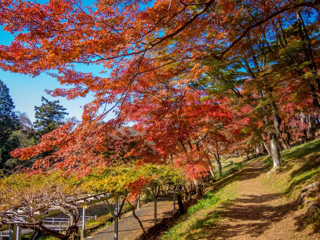 修善寺自然公園
