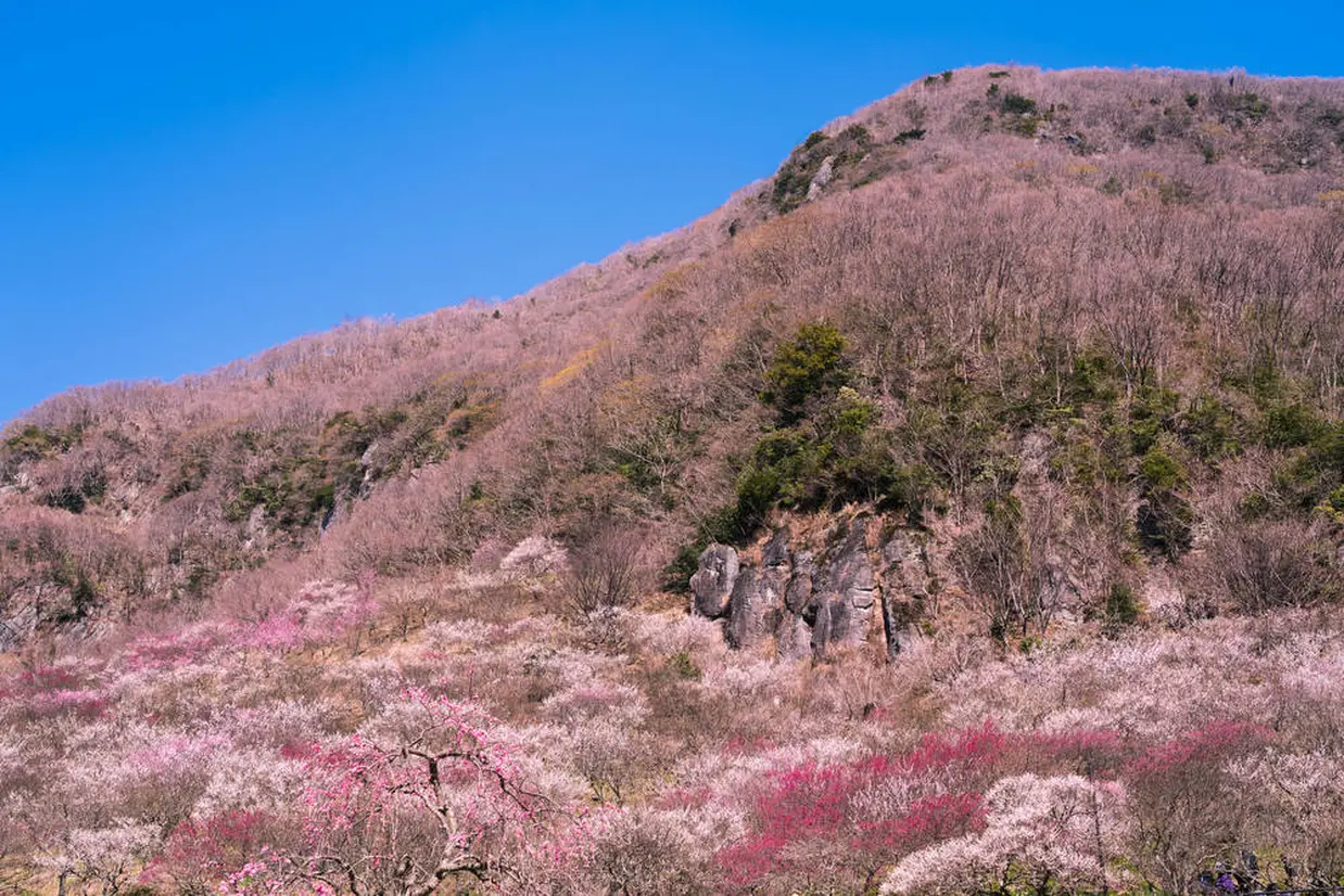 幕山公園