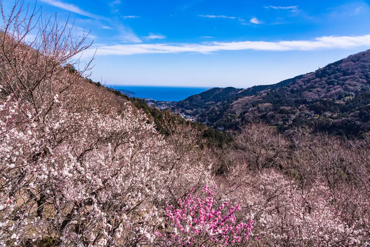 湯河原梅林