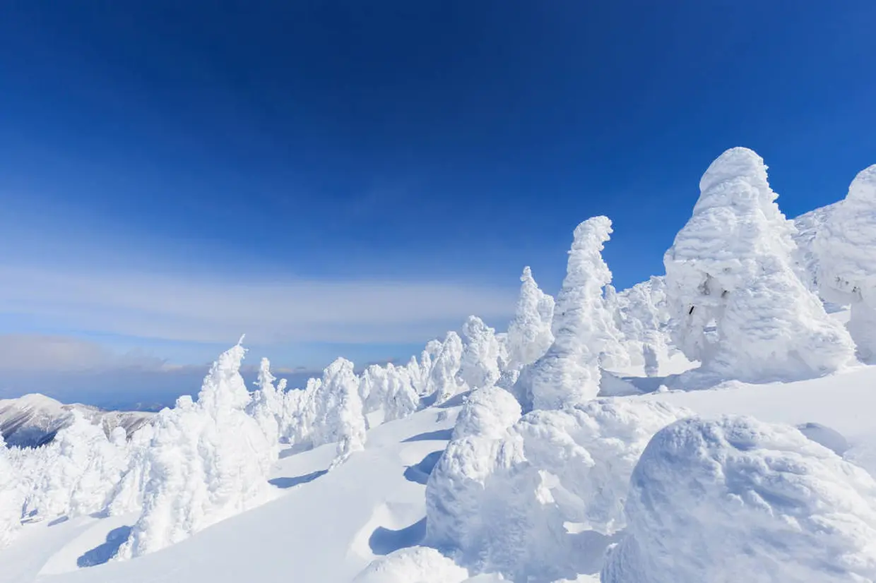 蔵王の樹氷