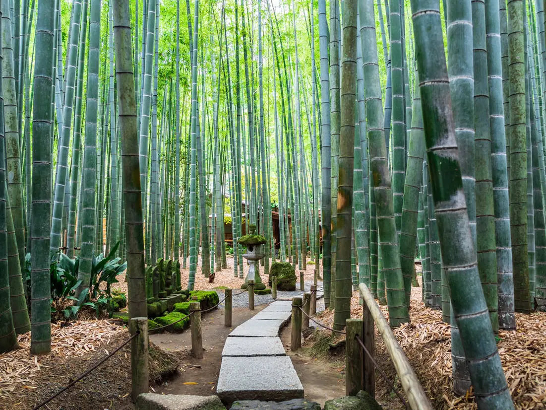 報国寺（竹林）