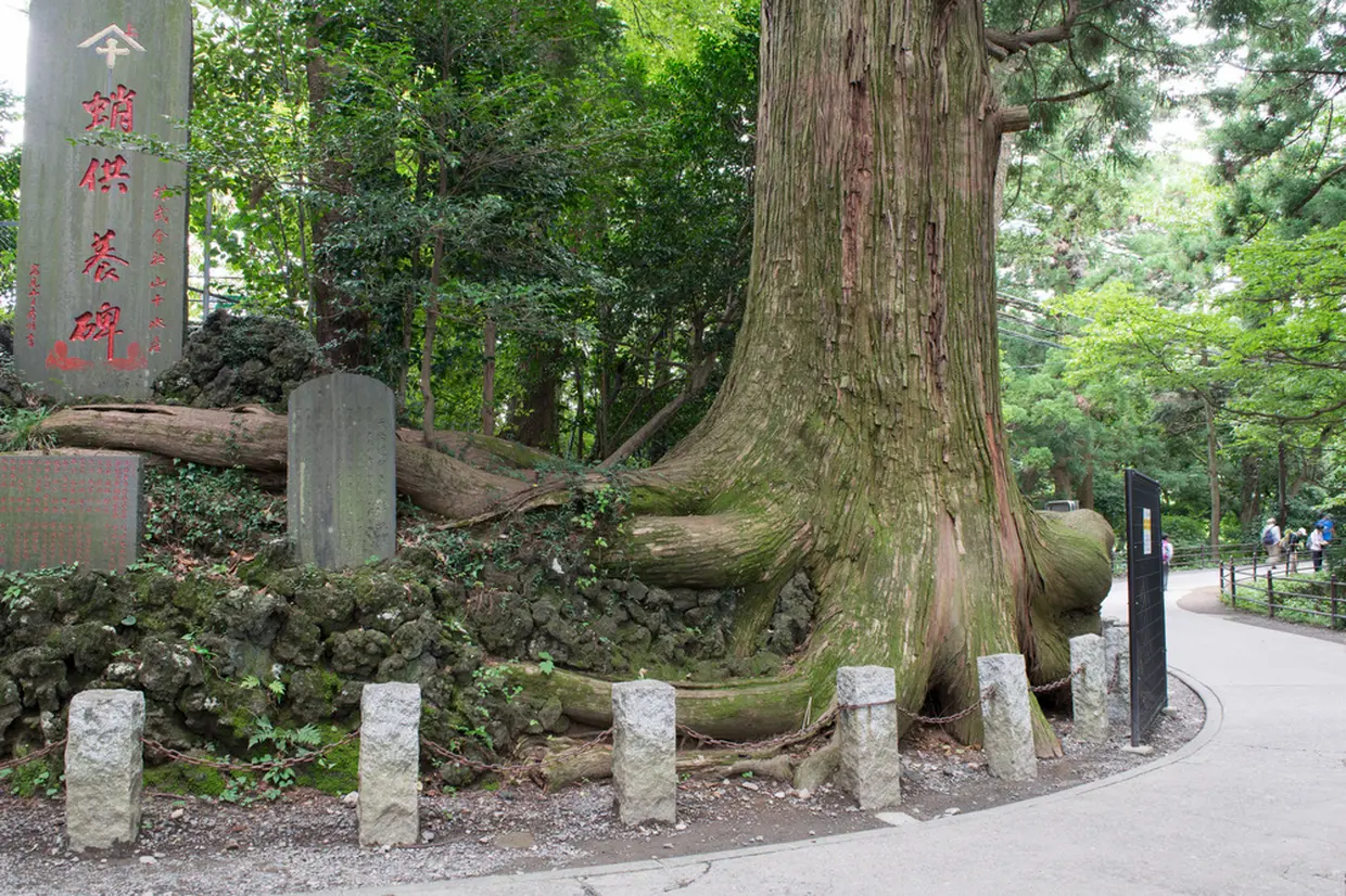 たこ杉・開運ひっぱり蛸