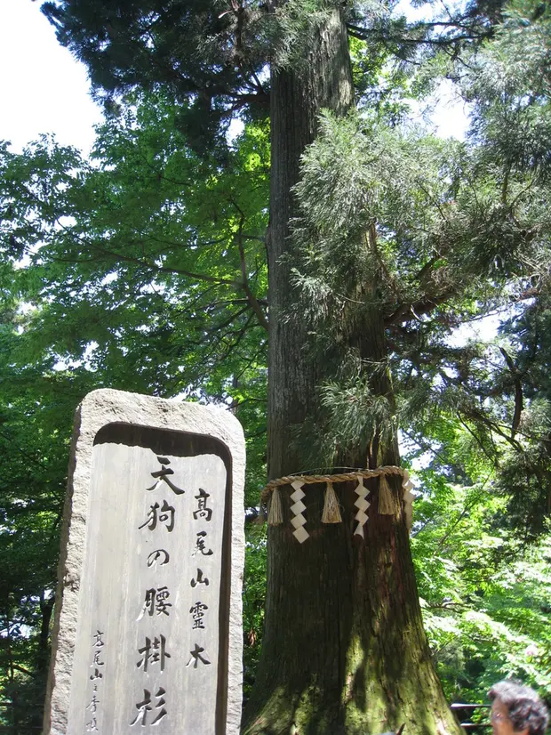 天狗の腰掛杉