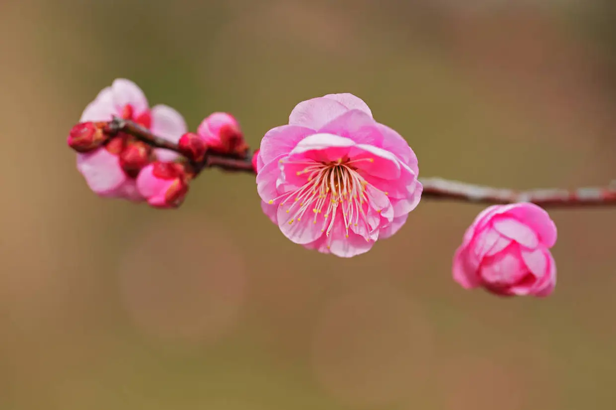 梅まつり（高砂緑地）