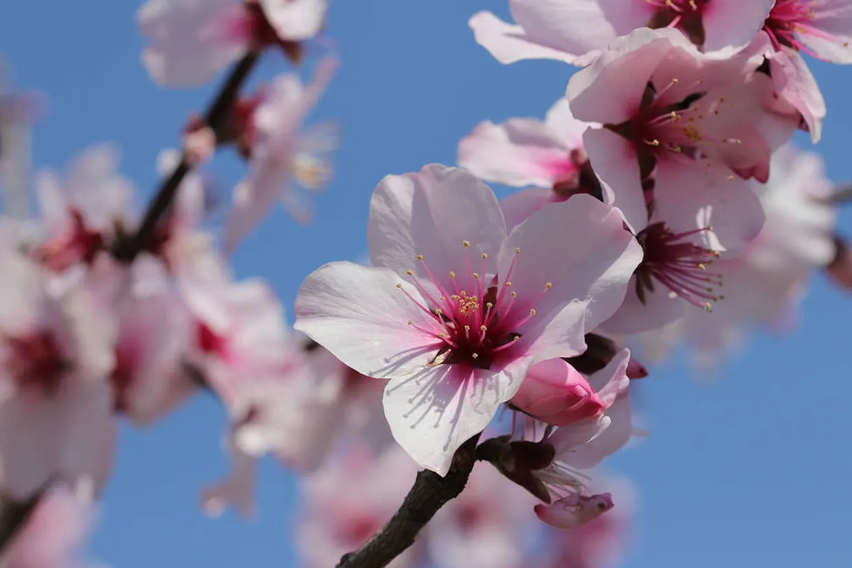 アーモンドの花