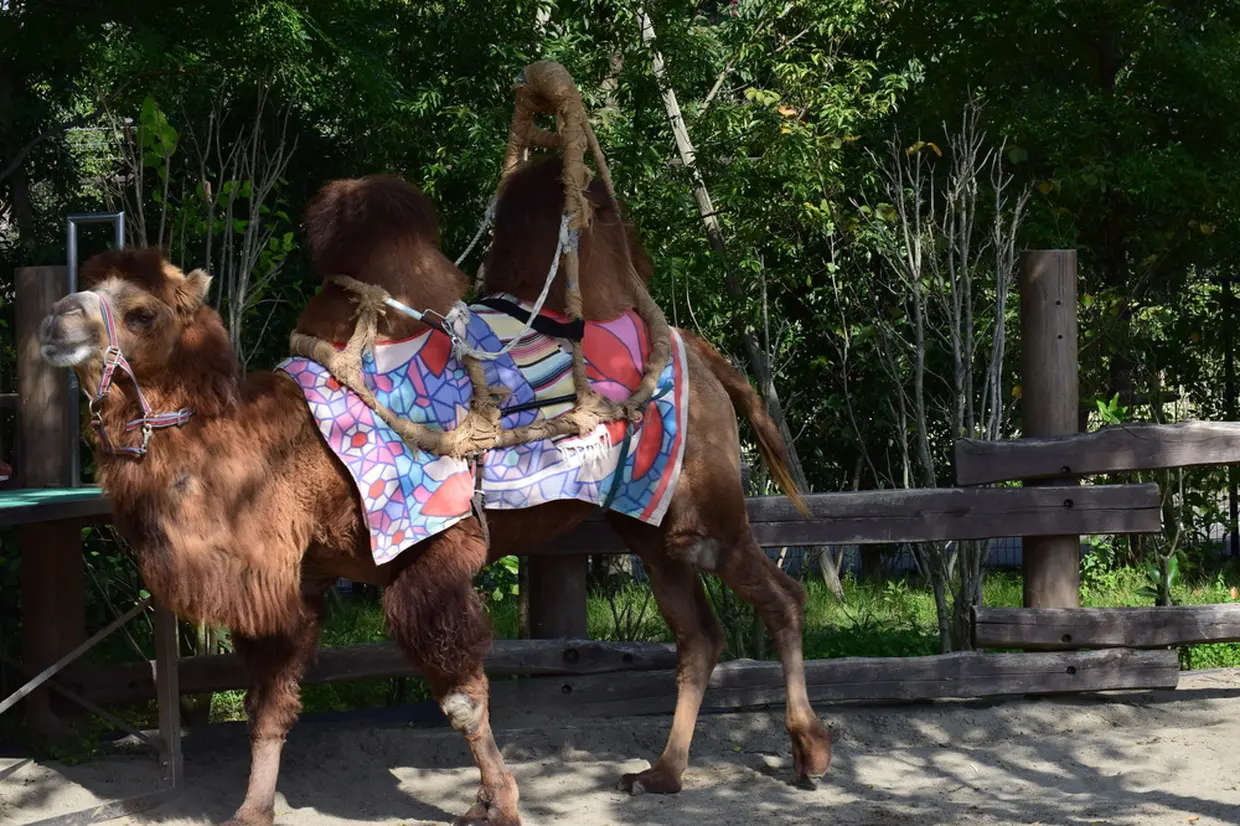 ラクダ