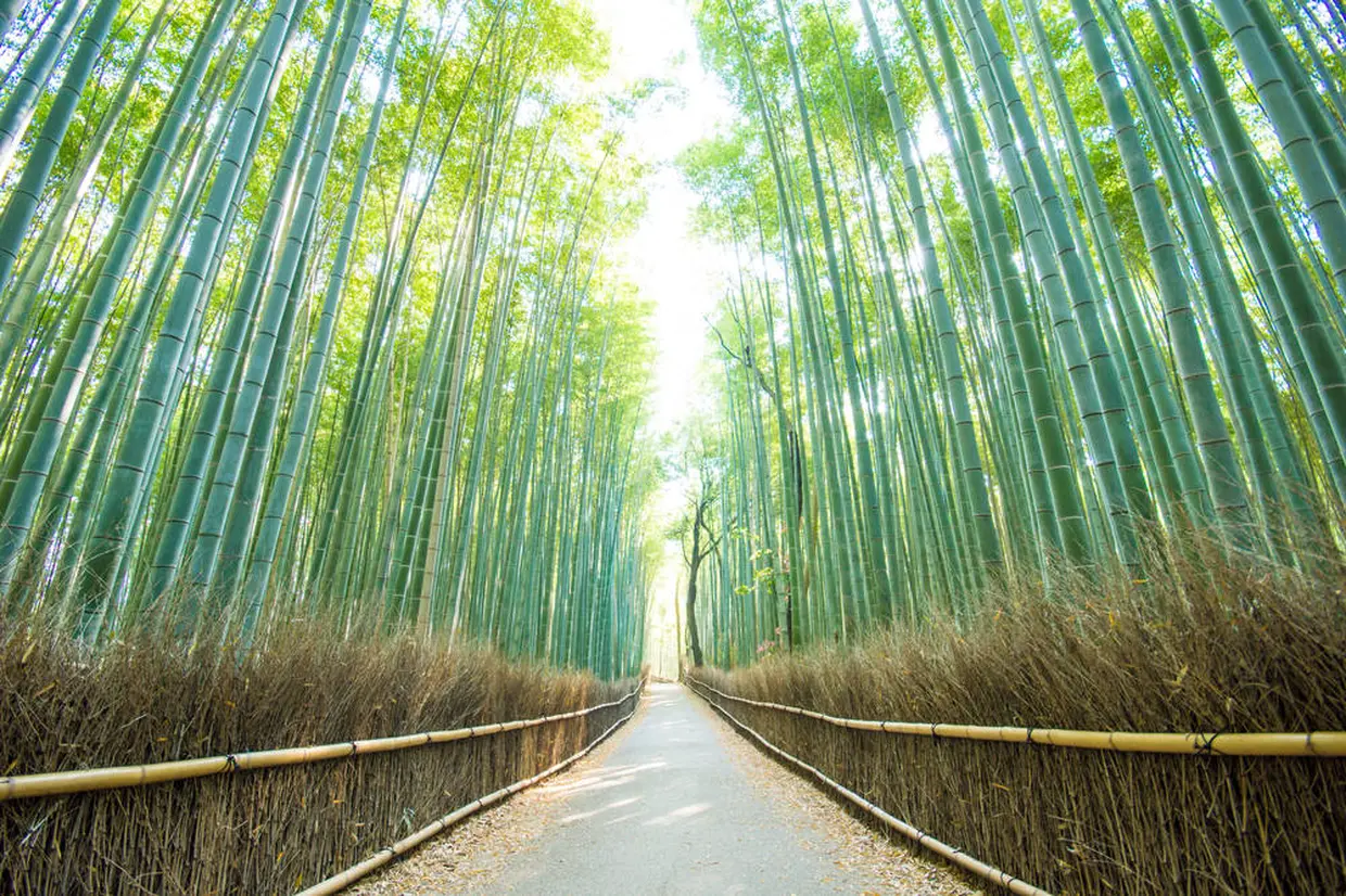 竹林の小径