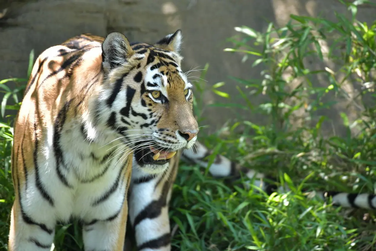 バリ動物園 イメージ