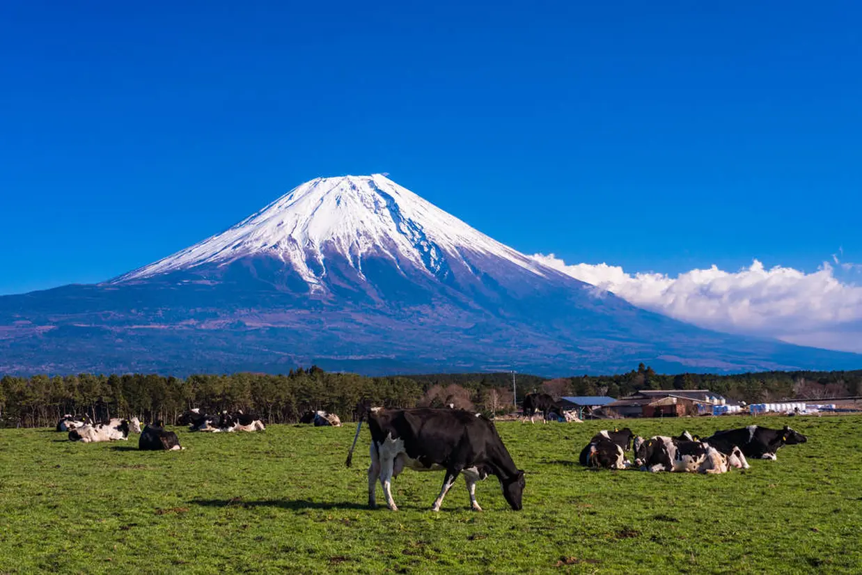 朝霧高原