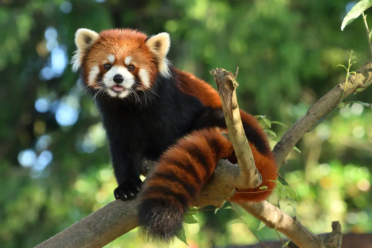 静岡市立日本平動物園