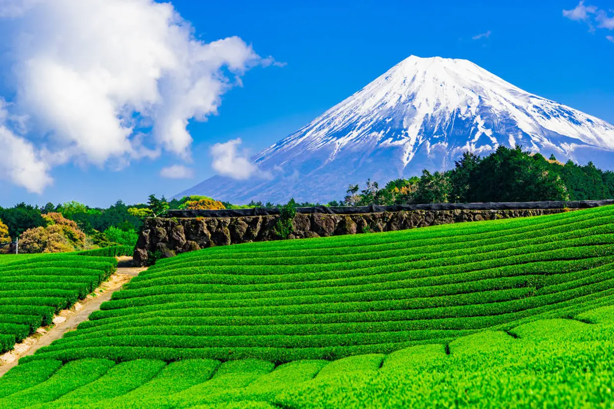 静岡茶