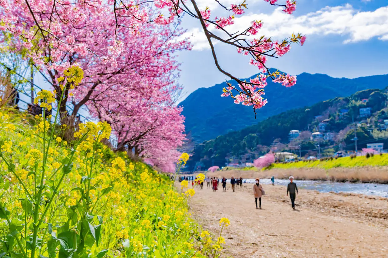 河津桜まつり