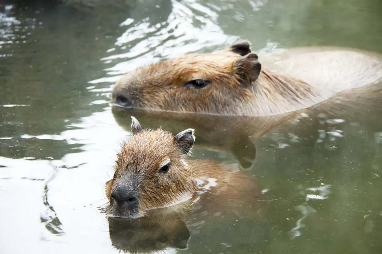 伊豆シャボテン動物公園