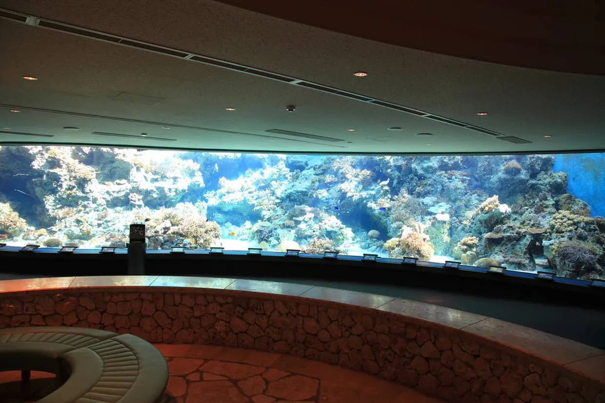 サンゴの海