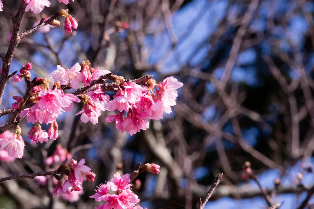 今帰仁グスク桜まつり