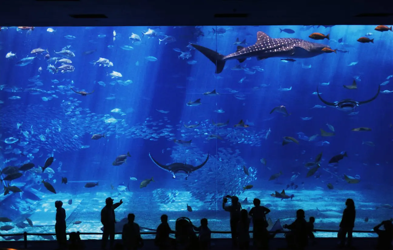 美ら海水族館