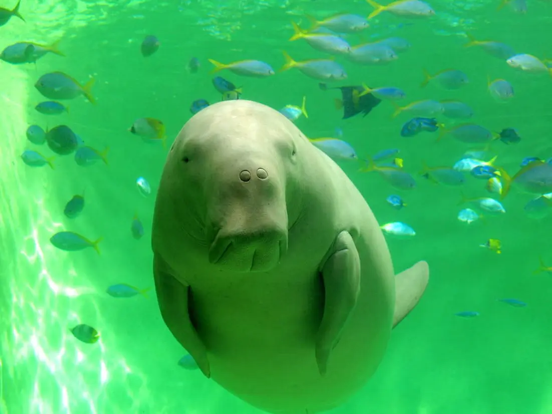 鳥羽水族館の「ジュゴン」