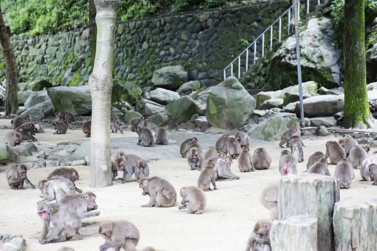  高崎山自然動物園