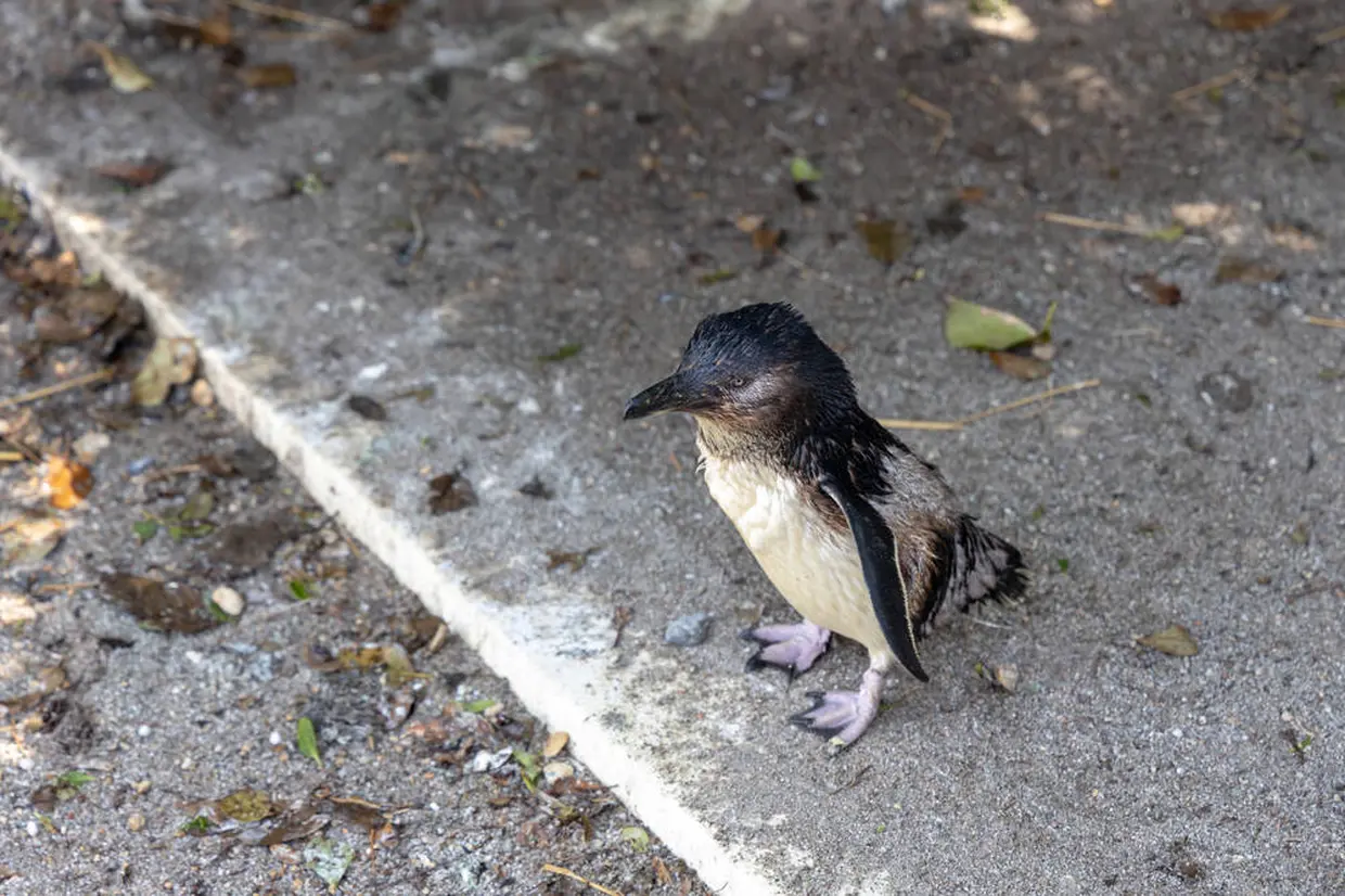 フィリップ島 ペンギン