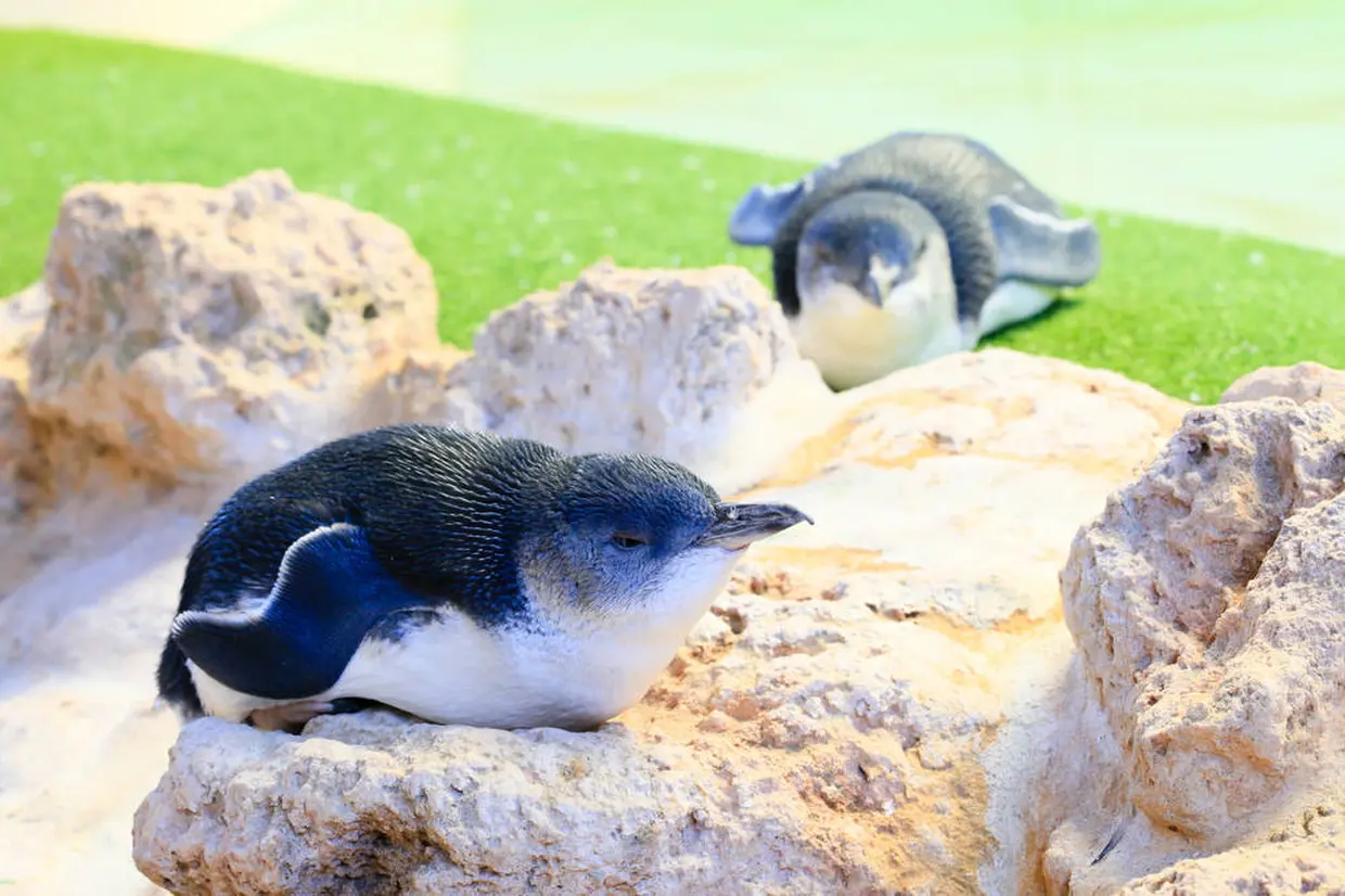 ペンギン島