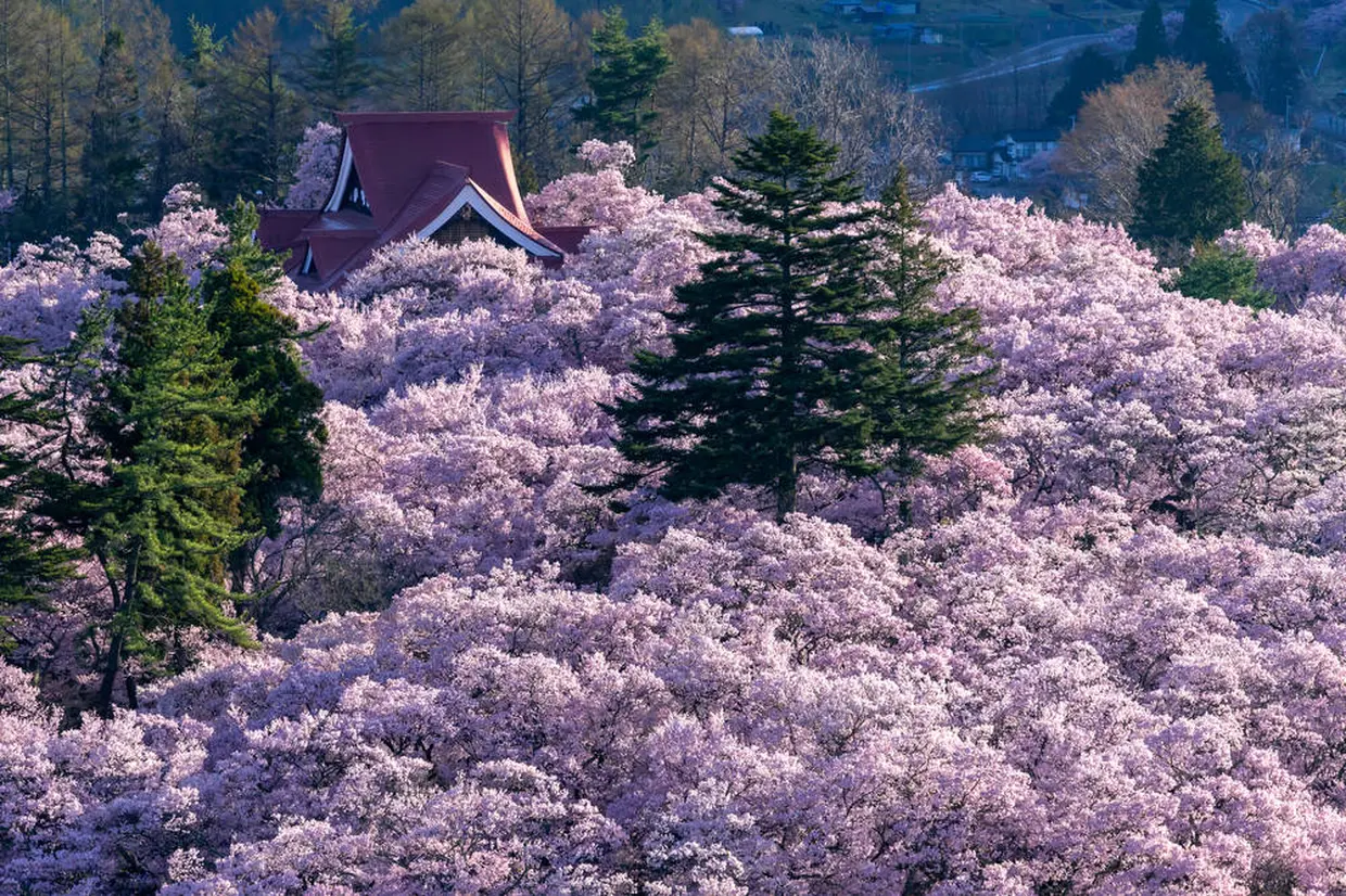 高遠城址公園