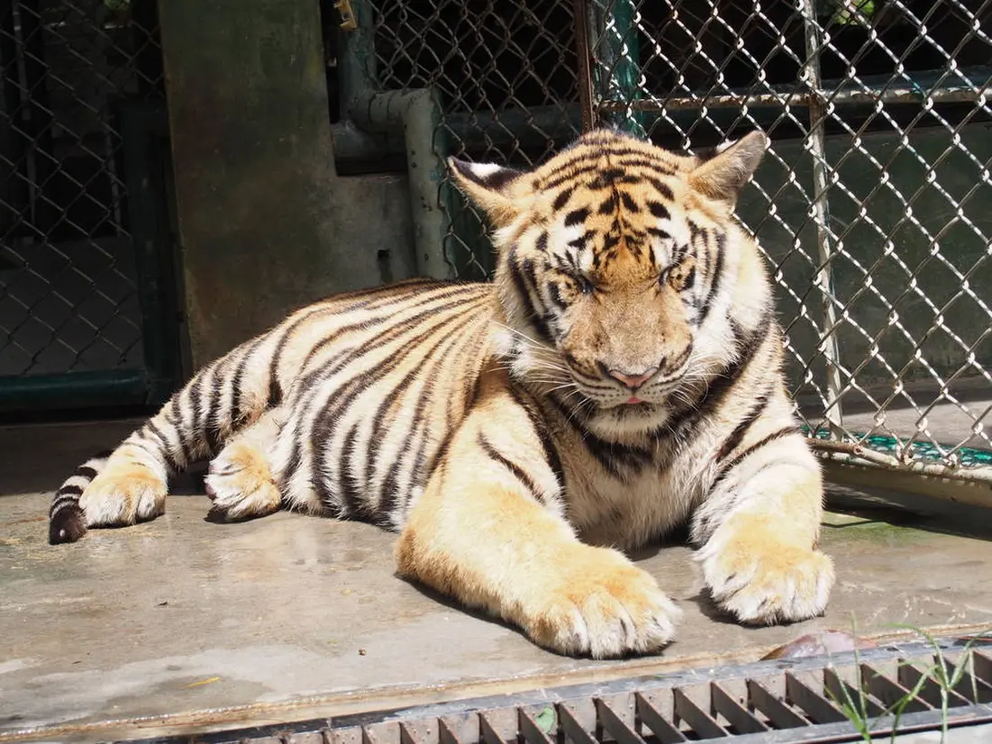 タイガーキングダムプーケット