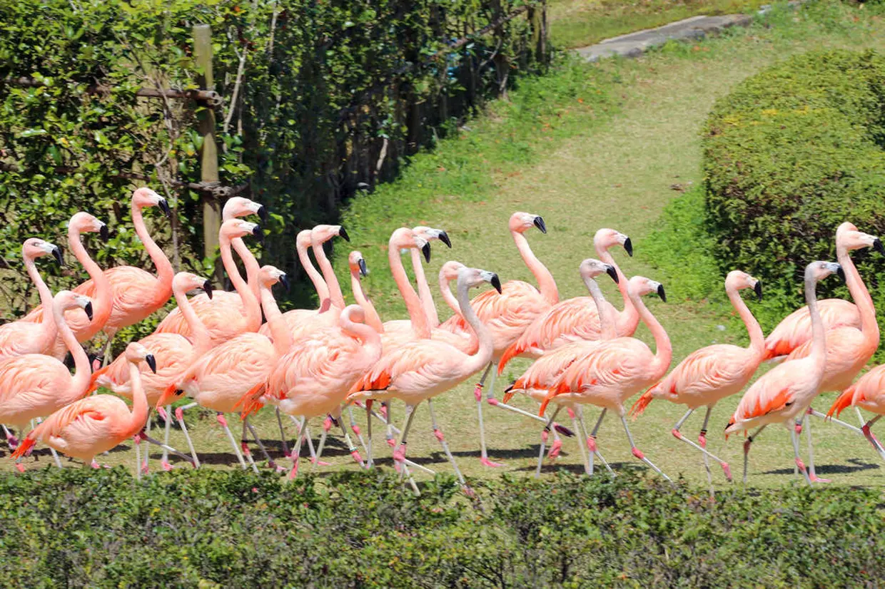 フェニックス自然動物園のフラミンゴ