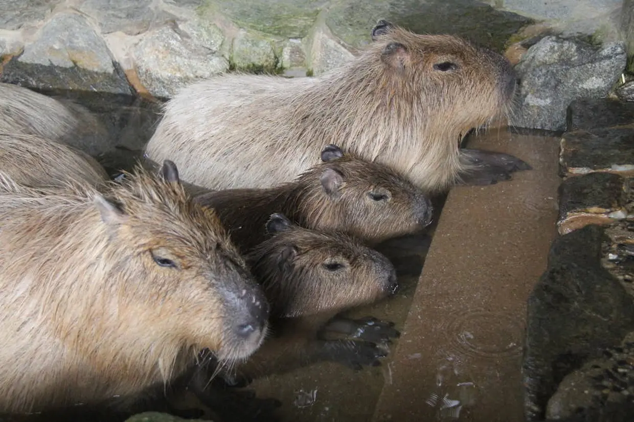 カピバラの露天風呂（長崎バイオパーク）
