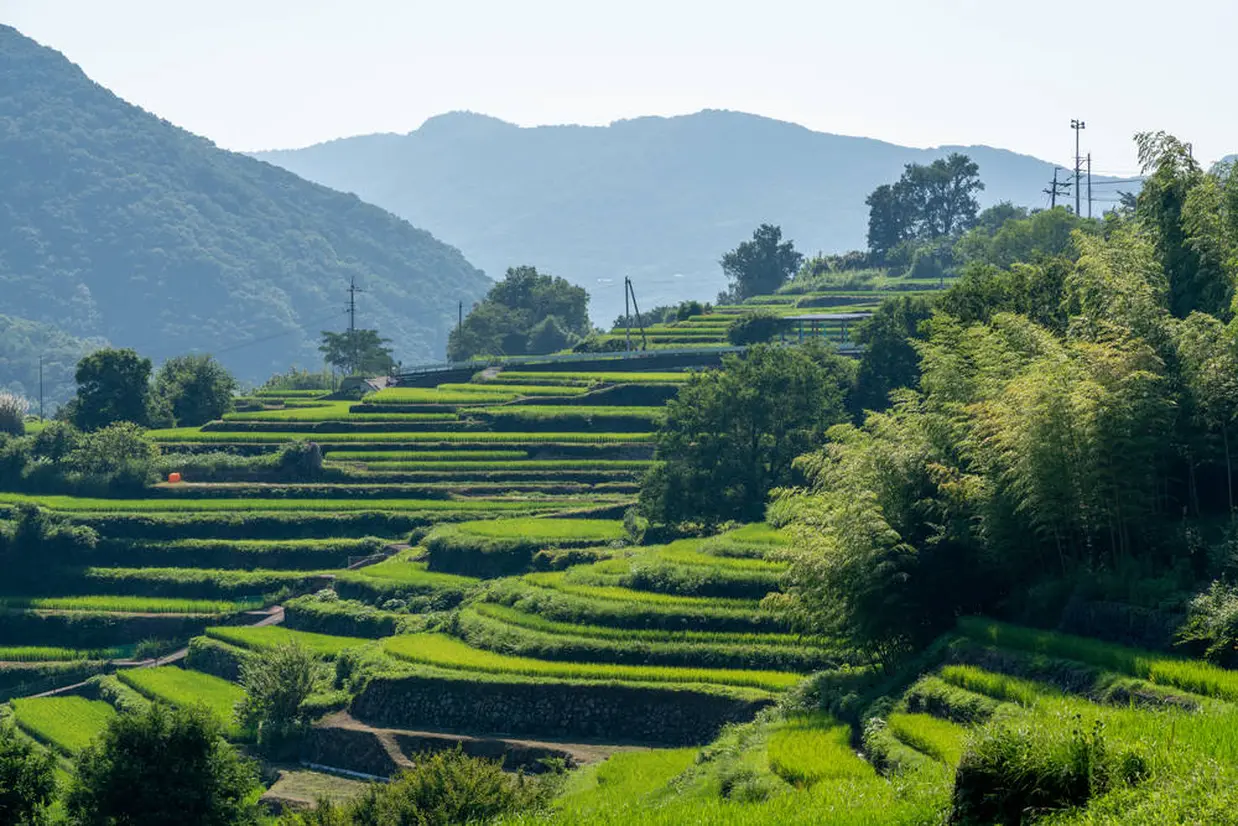 中山千枚田（小豆島）