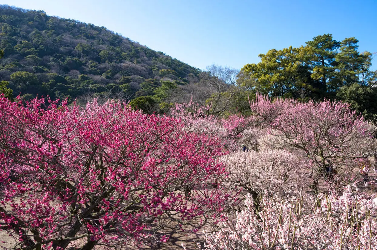 栗林公園