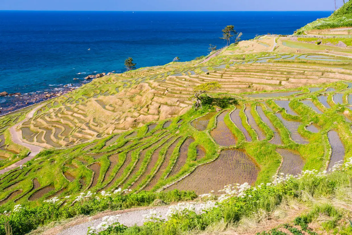 白米千枚田